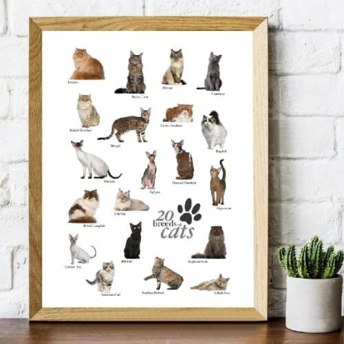 Cat Breeds Education Collection Posters Pet Shop Illustration Canvas Painting and Prints Wall Art Pictures Bedroom Home Decor