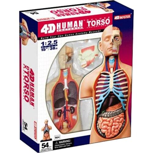 1:2.5 half-open human internal organs 4D MASTER puzzle assembly toy organ anatomy medicine 38cm model