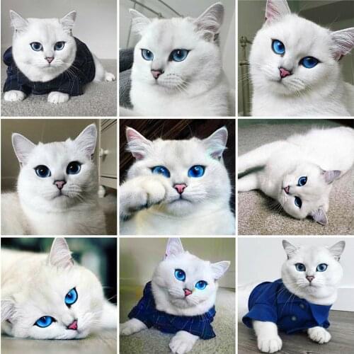 Evershine Diamond Painting Cat Pictures Of Rhinestones 5D Diamond Embroidery Animals Cross Stitch Kit Home Decor Gift