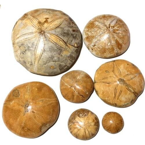 Natural Starfish fossil crystal specimen