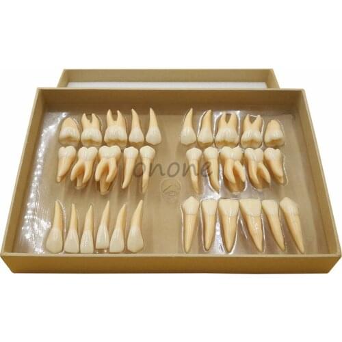 High Quality 2.5 times 32 pcs Adult Permanent Teeth Model Dental Gift Communication Tooth Models Odontologia