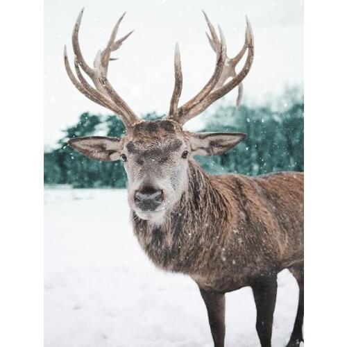 GATYZTORY Oil Painting By Numbers Deer 60x75cm DIY Paint By Numbers For Adult Animals Frameless Canvas Painting Unique Gift