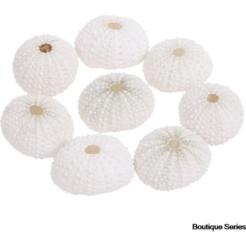 2pcs/Lot 3-4cm Natural Sea Urchin Shell Conch Tillandsia Potted Plant Wedding Home Decoration DIY Window Design