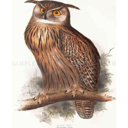 PAINTING BIRDS GOULD LEAR EAGLE OWL Art print Silk poster Home Wall Decor