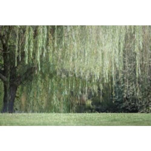 Whispering willow tree backdrops High quality Computer print wall photography backgrounds