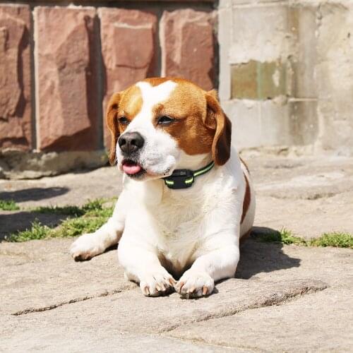 Electronic Shock Dog Training Collar Waterproof Rechargeable Remote Control Pet With LCD Display For Small/Meduim/Large Dogs