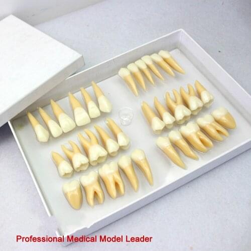 2.5 times magnification dental model prosthodontics dental model dental carving guidance 32 permanent teeth model