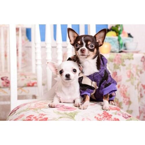Dogs Chihuahua Poster Silk Fabric Print Poster Print Cloth Fabric Wall Poster Custom Satin Poster 40X60cm,50X75cm,60X90cm