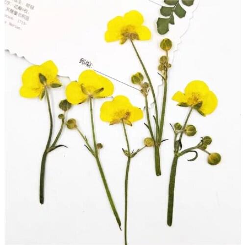 60pcs Pressed Dried Ranunculus Buttercup Flower Plant Herbarium For Jewelry Photo Frame Phone Case Bookmark Making DIY