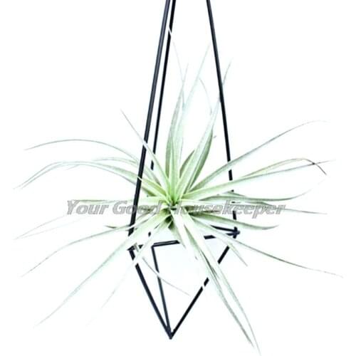 Metal Geometric Hanging Air Plant Holder Rack Air Pineapple Iron Hanging Support