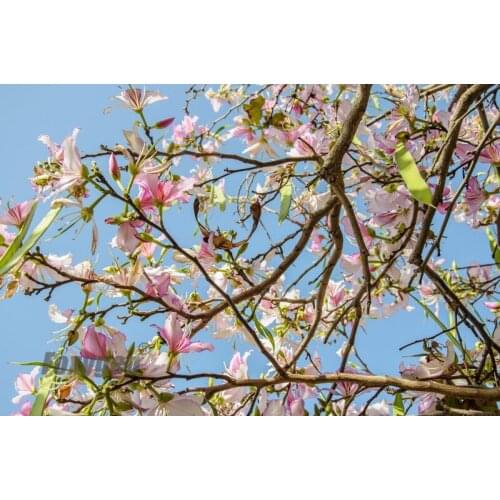 Suspended ceiling panels blue sky and The willow tree design for swimming pool
