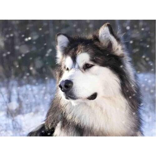 100%Full 5D Diy Diamond Painting Alaskan Malamute 3D Cross-stitch Rhinestone Square Diamant Painting Embroidery Mosaic Kit BY242