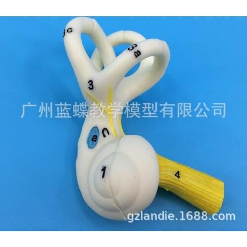 Human Ear Semicircular Canal Cochlear Anatomical Model Inner Ear Auricular Labyrinth Model