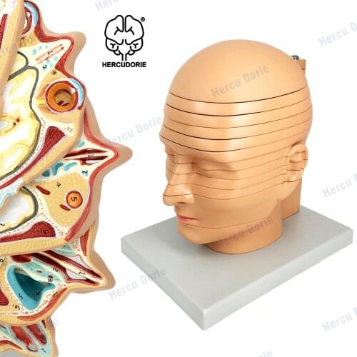 The model of head and neck dissection and the model of human head slice and brain horizontal dissection