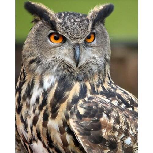 Owl Painting By Numbers Animal DIY Kits Drawing Frame For Adults On Canvas Oil Picture Coloring By Number Home Decoration Art