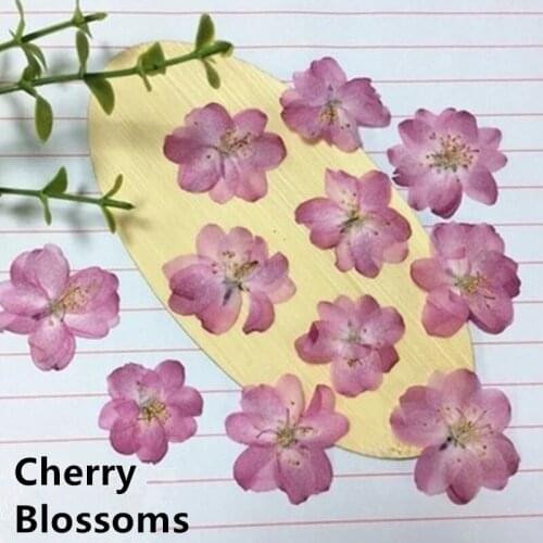 Romance Cherry Blossom Pressed Dried Flower Aromatherapy Candle Flower Materials for DIY Bookmark