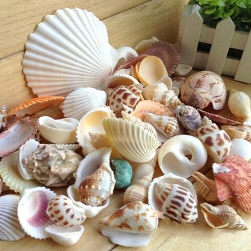 MeterMall Natural Mixed Sea Shells for Aquarium Microlandschaft Decor Props