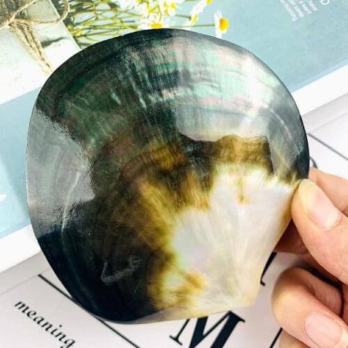1 PCS Natural Pinctada Margaritifera Black Mop Polished Butter Shell Plate Jewelry Storage Box Photo Prop Caviar Seasoning Tray