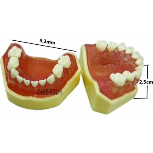 Dental Typodont Soft Gum mini Study Teeth Model with Removable Teeth Model Dental Supplies