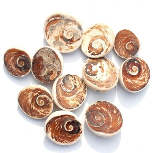 1 Kg Natural Healing Crystals Palm Sun Shell Fossil Conch Shell Fossils