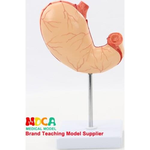 Human stomach model stomach anatomy human organ anatomy model medicine teaching MCW009
