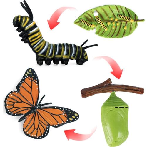 Realistic Nature Plant & Animal Growth Child Education Learning Teaching Toy