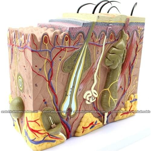 CMAM/12530 SKIN- Skin Block-70x life size, Human E.N.T. Medical Teaching Anatomical Model