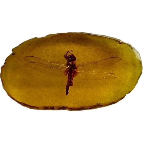 A Collection Of Ancient China.Amber Dragonflies