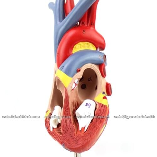 12478/CMAM Natural size Human Heart Model, 2parts, Human Heart Medical Teaching Anatomical Model
