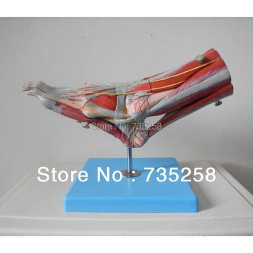 Muscles of Foot with Main Vessels and Nerves Model