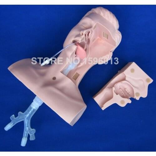 Advanced Suction Training Simulator, Suction Training Model