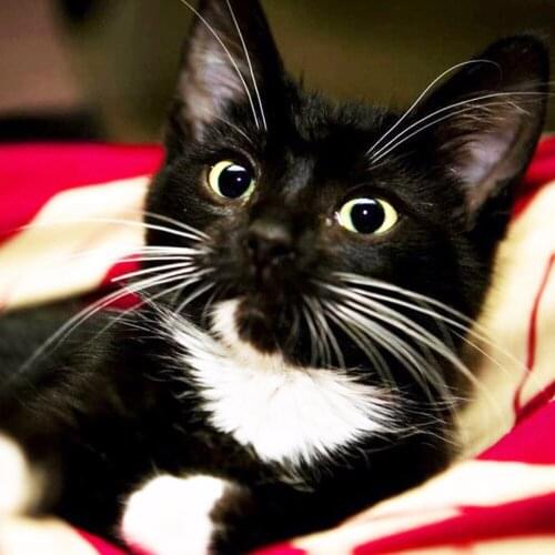 New Arrival 5D DIY Diamond Painting Cute Animal Cat Mosaic Embroidery Square&round Rhinestone Cross Stitch Child Gifts Crafts