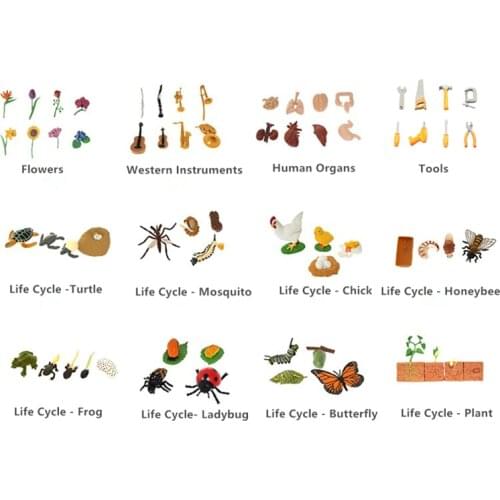 Montessori Materials Life Cycle Models for Language or Biology Learning Preschool Early Educational Toys