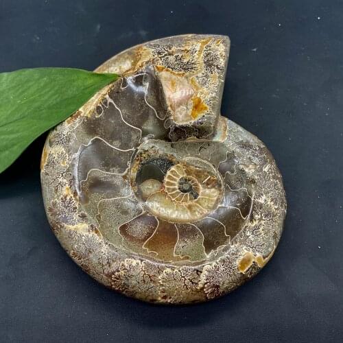 Colorful Natural Ammonite Fossils Ashtray Gemstone Tobacco Jar Bowl Soap Box Ammolite Ocean Animal Snail Conch Home Decoration