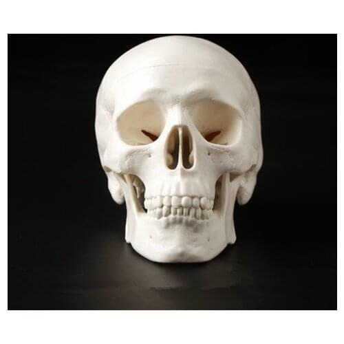 Mini Skull Human Anatomical Anatomy Head Medical Model Convenient 92x99x71mm