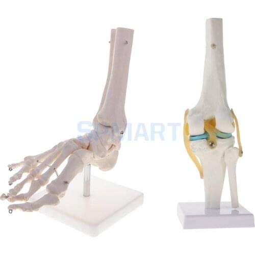1:1 Human Knee Joint Skeleton +Human Foot & Ankle Joint Model School Teaching Display Lab Supplies Kits
