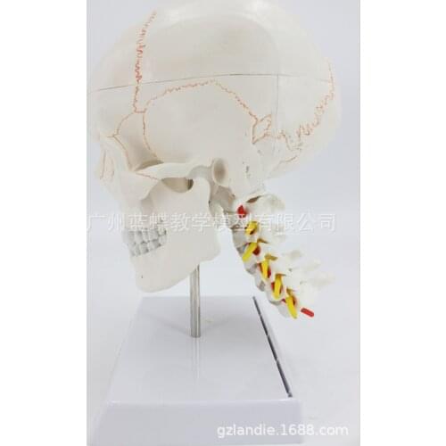 LifeSize Human Skull Cervical Vertebrae Spine with Nerves Skeleton Model Medical Anatomy Veterinary Anatomical Medical Supplies