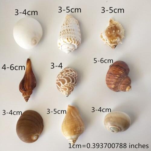 9 boutique name snailS esame shell natural shell conch creative materials drifting bottle shell painting accessories