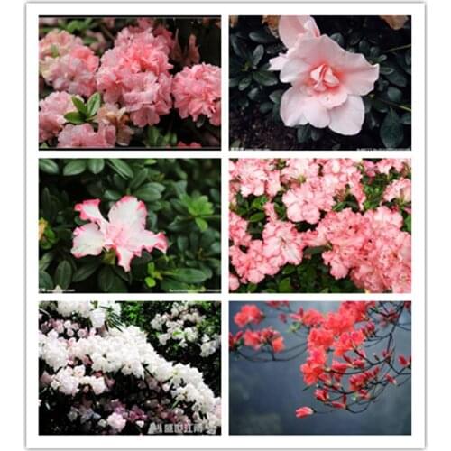 DIY Azalea Series Diamond Painting Cross Stitch with Diamond Embroidery Crafts Gifts For Home Decor JX717