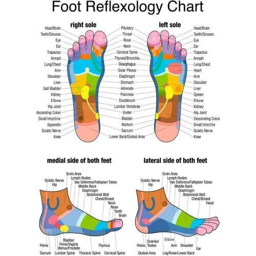 More Style Reflexology Labeled Medial Lateral Foot Chart Holistic Art Print Silk Poster for Your Home Wall Decor 24x36inch