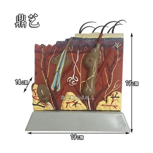 Three-dimensional Skin structure model distinct label Biological materials teaching aids 19*19cm free shipping