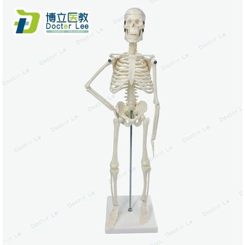 45CM Human Anatomical Anatomy Skeleton Model Medical Learn Aid Anatomy human skeletal model