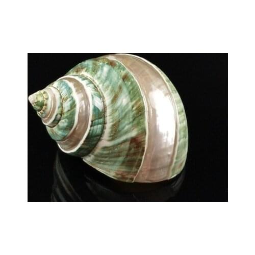 8-11cm special large conch, natural conch shell, green turban snail specimen, factory direct collection gift