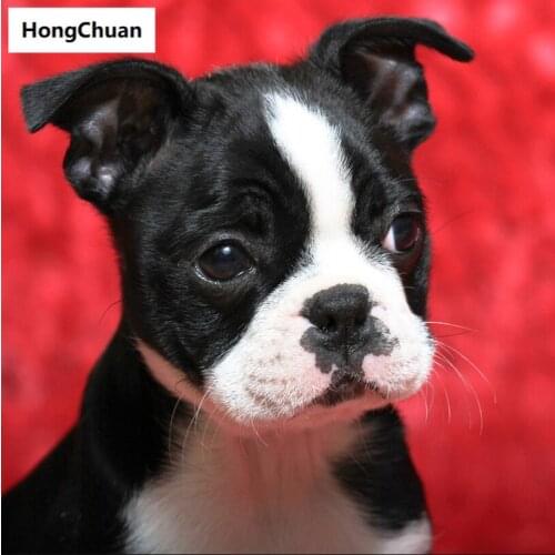 Cute puppy high-end mural 5D DIY square/round diamond painting mosaic diamond cross stitch home decoration art gift