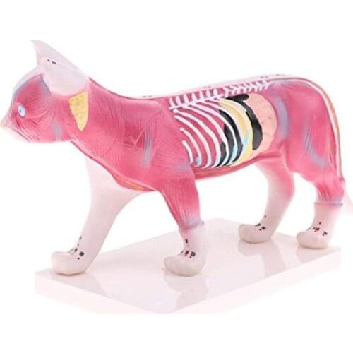 Cat Acupuncture Model Cat Anatomy Model Animal Organ Anatomy Model Medical Teaching Animal Acupuncture