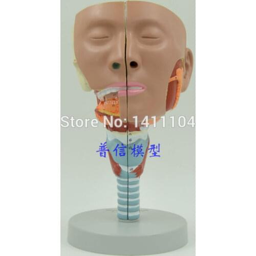 Free shipping&The pharyngeal muscle model, laryngeal anatomy model,The nose,throat and tongue muscle model,head anatomy