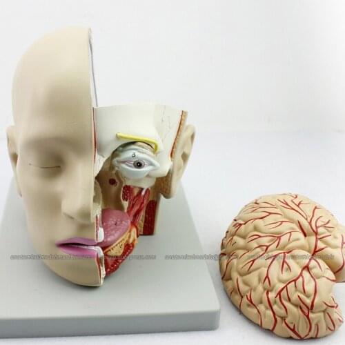 CMAM/12401 Head Dissection - 4 Parts , Medical Brain Anatomical Human Model