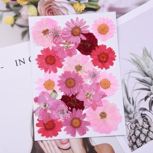 20pcs,Nature Pressed flowers head,Eternal rose daisy petals DIY Bookmark Gift Card Wedding invitation,Nail Art Facial decoration