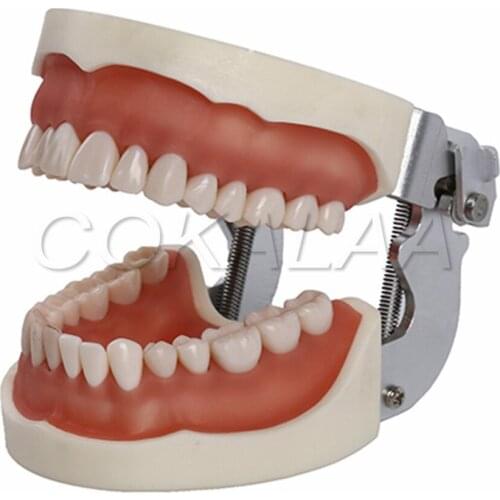 28pcs Removable Teeth Model with Screw in Dental Standard Teeth Model for Dental Practice