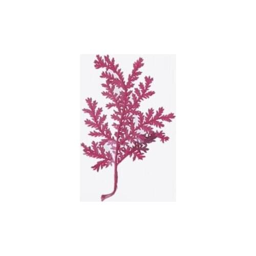 Mix Pressed Flower Leaves Plant Specimen Fillers for Epoxy Resin Jewelry Making A0KD